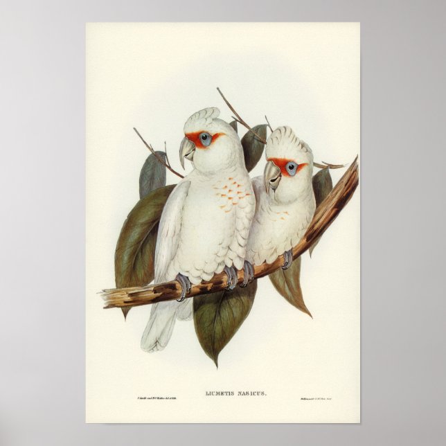 Parrot Poster (Framsidan)