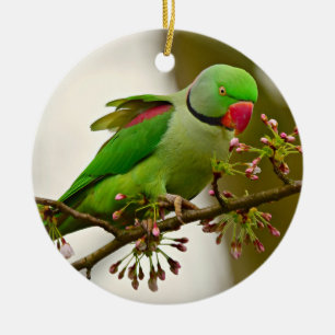 Parrot ring-nacke julgransprydnad keramik