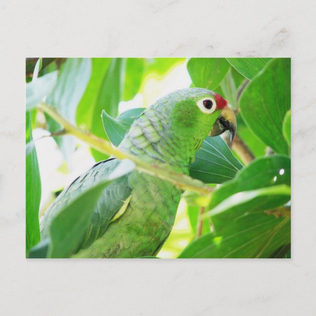 Parrot, Rio Chagres, Panama Vykort (Framsida)