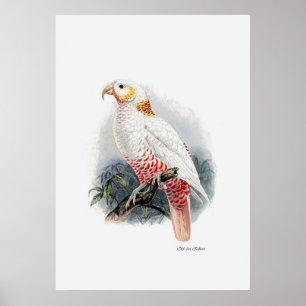Parrot-serie ett av tre poster