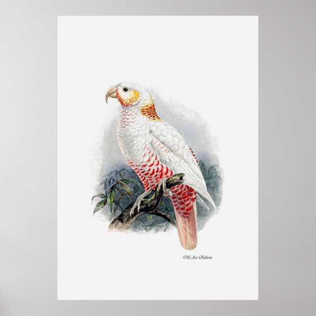 Parrot-serie ett av tre poster (Framsidan)