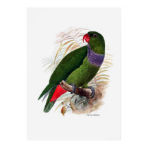 Parrot serie tre av tre