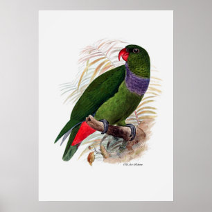 Parrot serie tre av tre poster