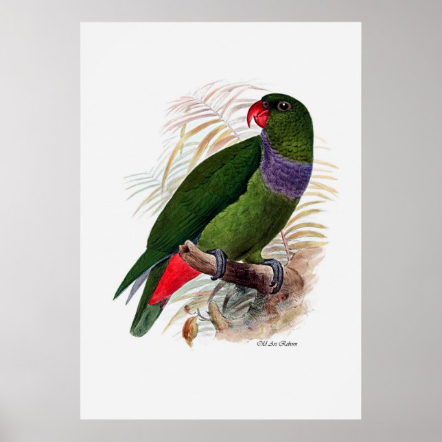 Parrot serie tre av tre poster (Framsidan)