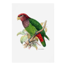 Parrot serie två av tre