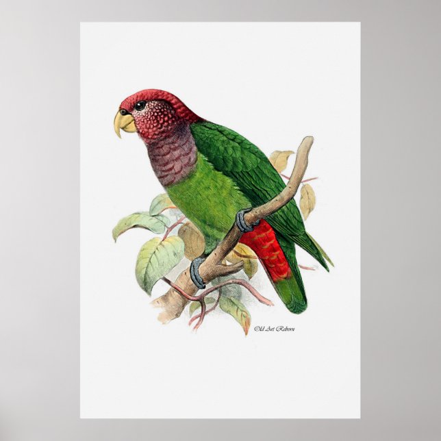 Parrot serie två av tre poster (Framsidan)