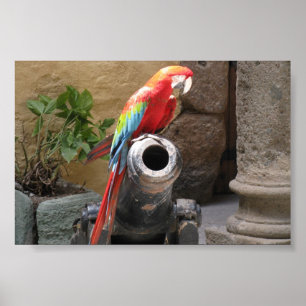 Parrot Sitta på Cannon Poster