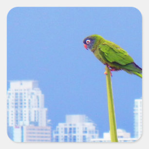 ~Parrot~ STICKER, ADVERTISE, CUSTOMIZE Fyrkantigt Klistermärke
