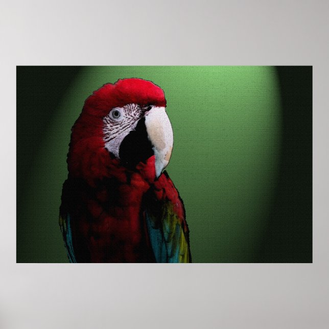 Parrot Talk 36 x 24 Poster (Framsidan)
