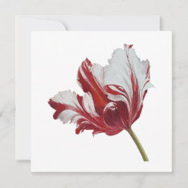Parrot Tulip 10x  Kort