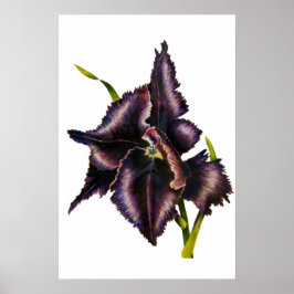 Parrot Tulip Fine Art Skriv ut Poster