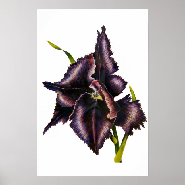 Parrot Tulip Fine Art Skriv ut Poster (Framsidan)