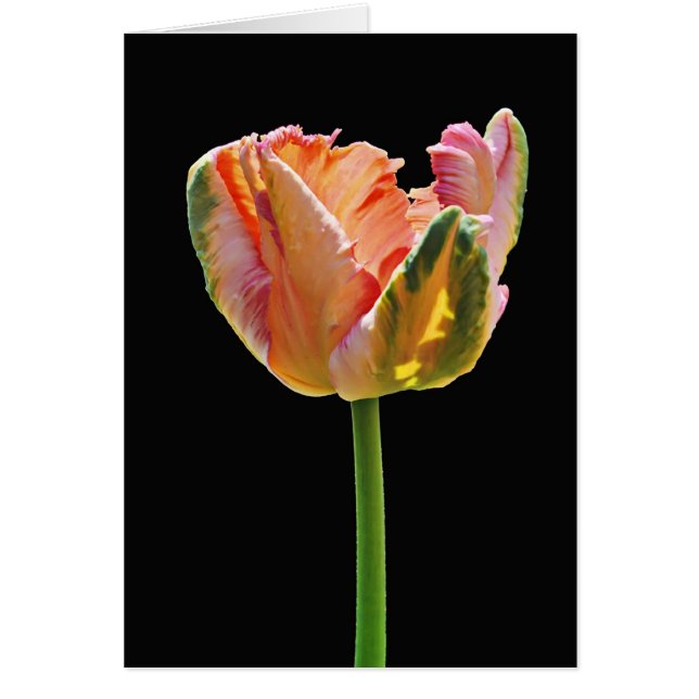 Parrot Tulip Hälsningskort (Framsidan)