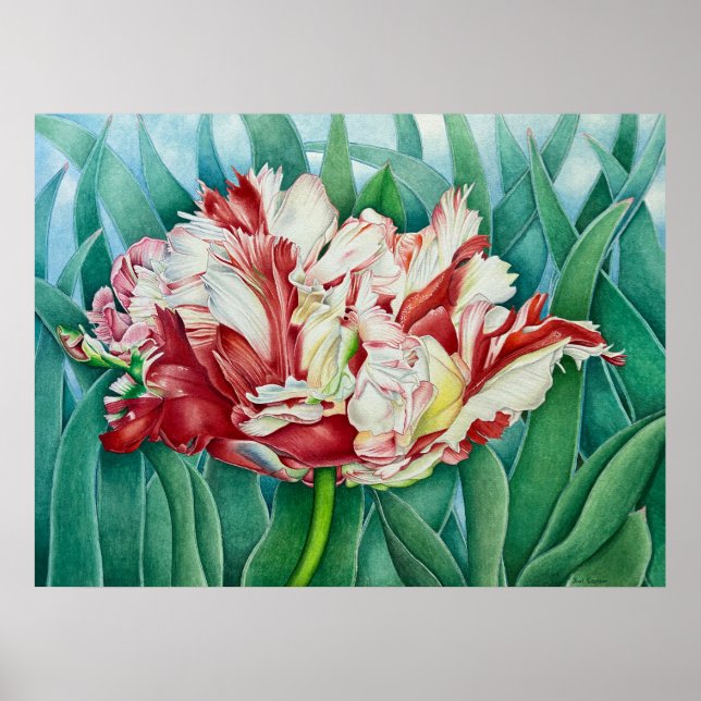 Parrot Tulip Poster (Framsidan)