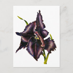 Parrot Tulip-vykort Vykort