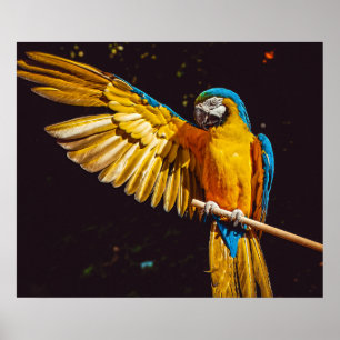Parrot ut Stretched Vinge Poster