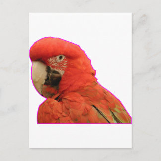Parrot Vykort