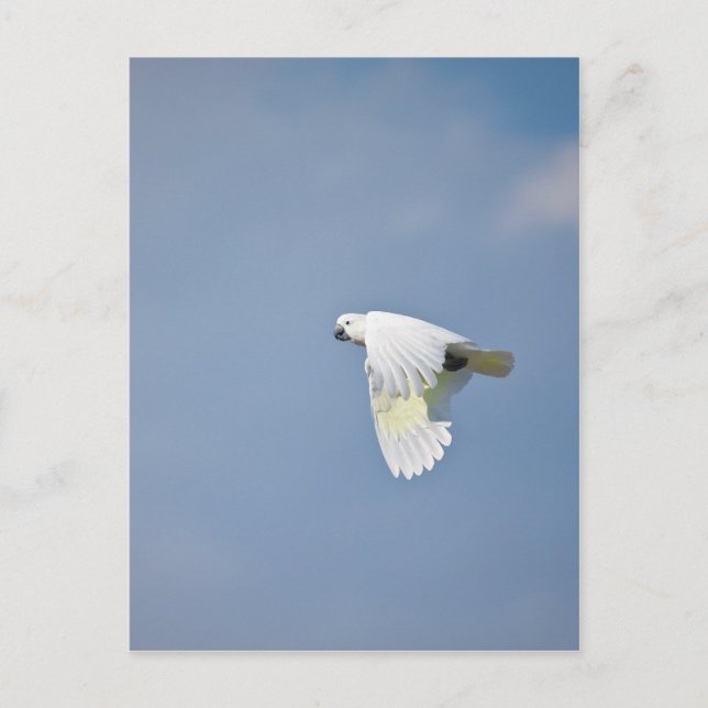 Parrot Vykort (Framsida)