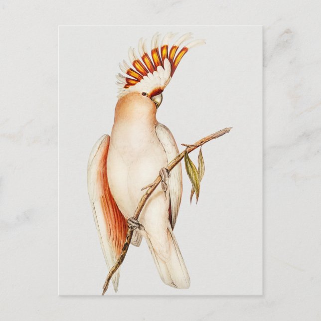 Parrot Vykort (Framsida)