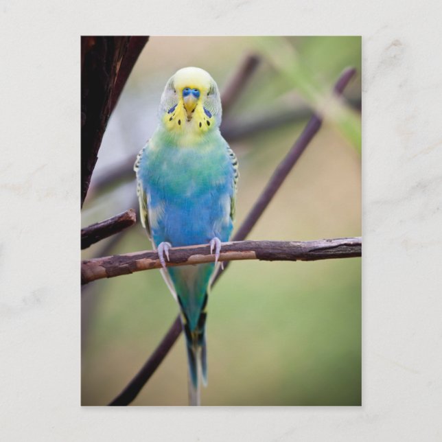 Parrot Vykort (Framsida)