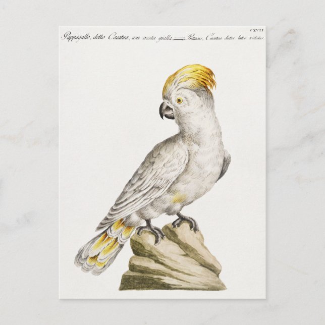 Parrot Vykort (Framsida)