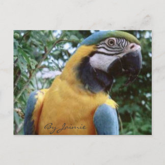 Parrot Vykort