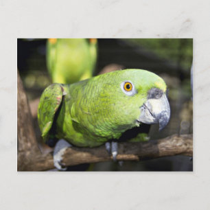 Parrot Vykort