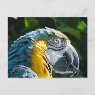 Parrot-vykort Vykort