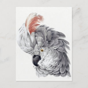 Parrot-vykort Vykort