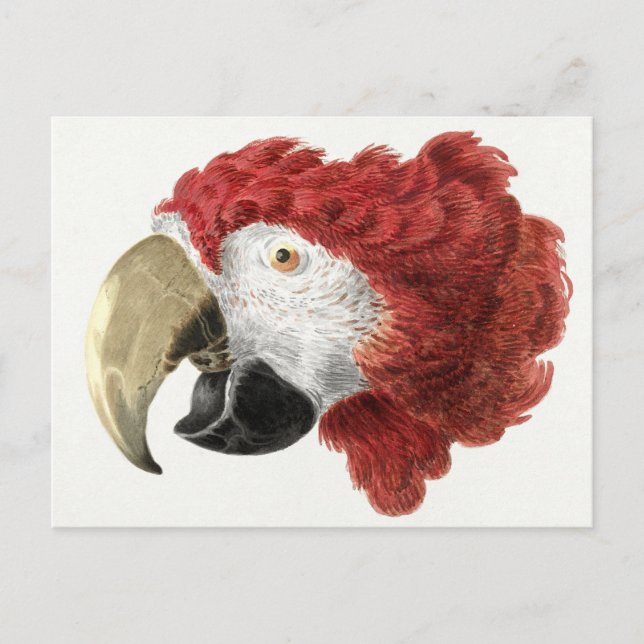 Parrot-vykort Vykort (Framsida)