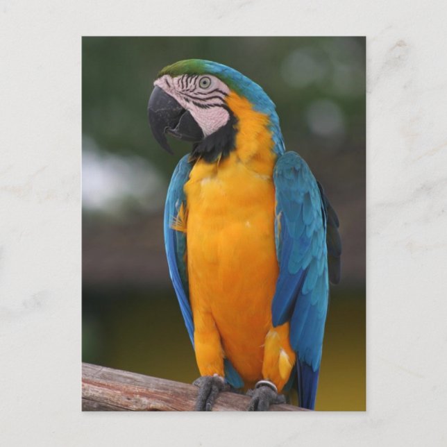 Parrot-vykort Vykort (Framsida)