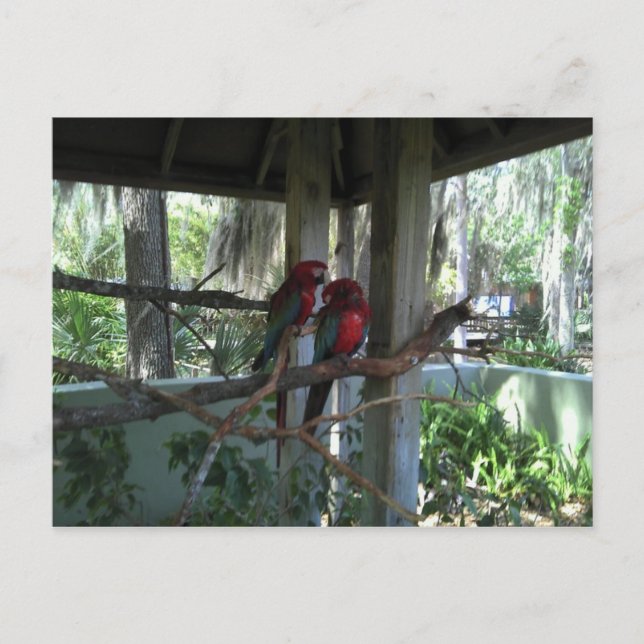 Parrot-vykort Vykort (Framsida)