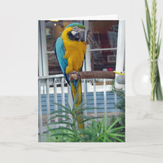 Parrot Waking Hej Card... Kort