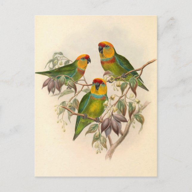 Parroter, Vintage, fågelillustration, Böhmen Vykort (Framsida)