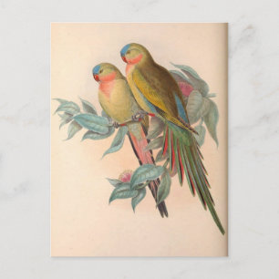 Parroter, Vintage, fågelillustration, Böhmen Vykort