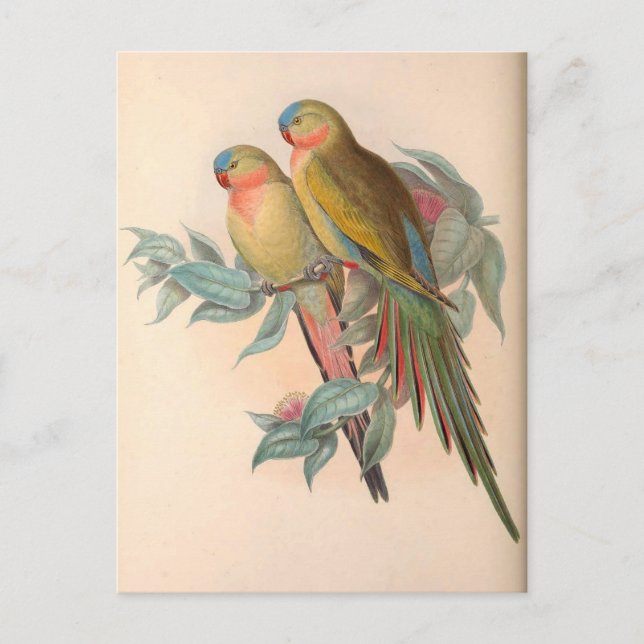 Parroter, Vintage, fågelillustration, Böhmen Vykort (Framsida)