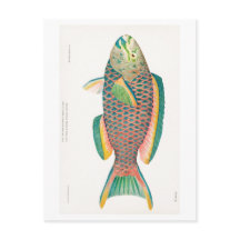 "PARROTFISH"-SJÖLIVETS POSTCARD