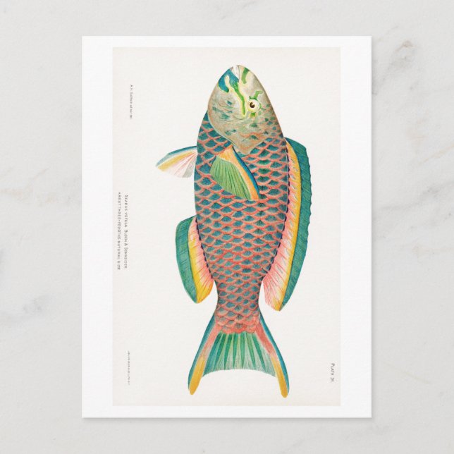"PARROTFISH"-SJÖLIVETS POSTCARD VYKORT (Framsida)