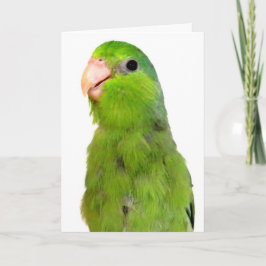 Parrotlet Bird Saknar ditt sympatikort för hälsnin Kort