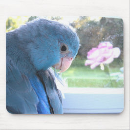 Parrotlet Blue Bird förenas med naturmusslan Musmatta