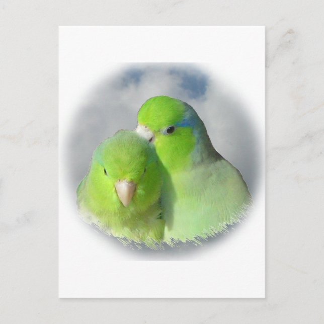 Parrotlet grönt vykort (Framsida)