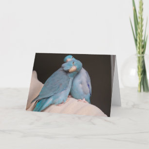 Parrotlet Pals Pacific Blue Birets Greeting Card Kort