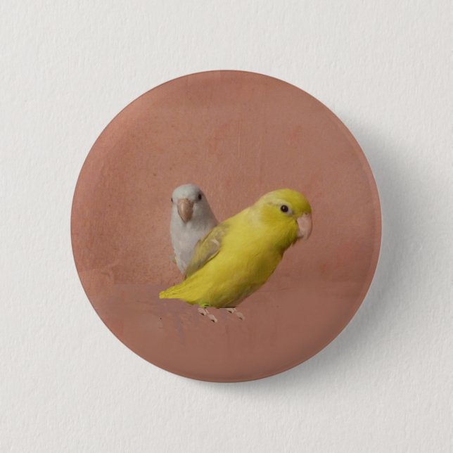 Parrotlets Knapp (Framsida)