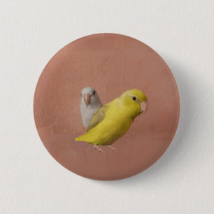 Parrotlets Knapp