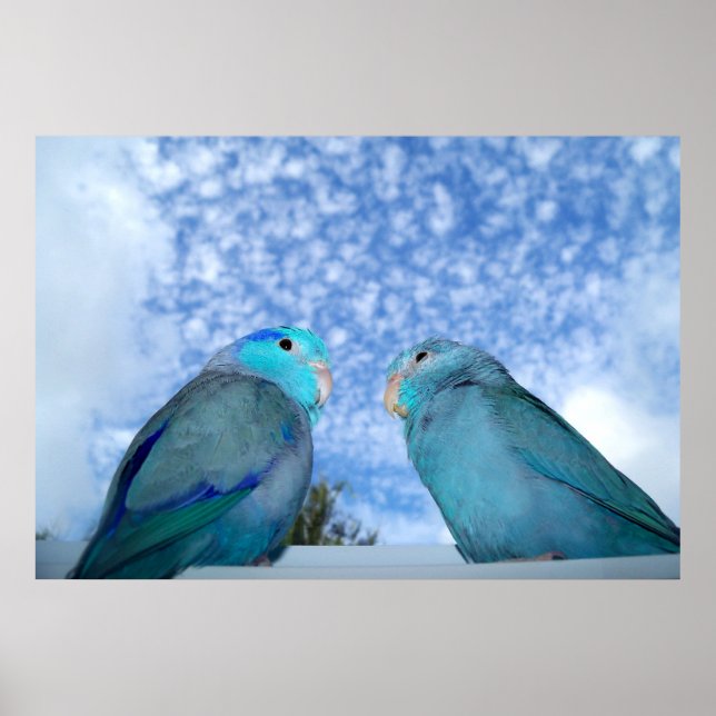 Parrotlets Pacific blue Parrotlet Bird Pair Poster (Framsidan)