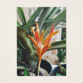 Parrots Beak Heliconia Perenna Herb Profile Card Visitkort