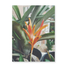 Parrots Beak Heliconia Perennial HerbMagnetic Card