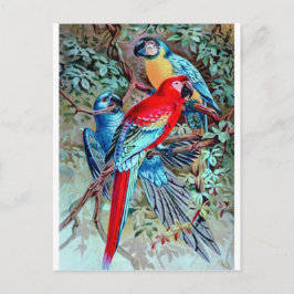 Parrots macaw vild Bircolorit Målning Vykort