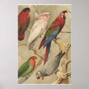 Parrots Vintage Tropical Birds Colorful Poster