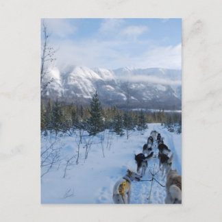 ParrotSleds - liggande Vykort